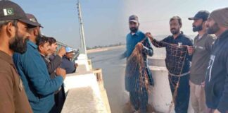 rescue-of-five-ndus-blind-dolphins-at-taunsa-barrage-a-success-story