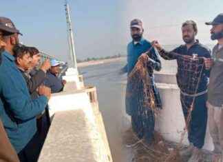 Rescue of Five Indus Blind Dolphins at Taunsa Barrage: A Success Story rescue-of-five-ndus-blind-dolphins-at-taunsa-barrage-a-success-story