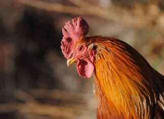 Understanding the Recent Chicken Price Increase: Factors and Impacts understanding-the-recent-chicken-price-ncrease-factors-and-mpacts