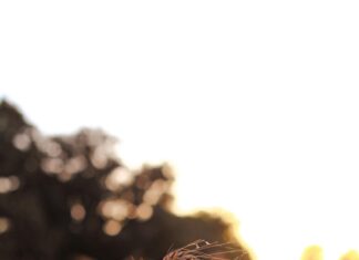 Wheat Rate In Pakistan: Discover The Latest Trends And Insights