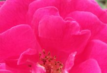 Gucci Flora Perfume Price In Pakistan: Discover Amazing Deals Today