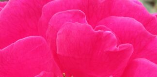 Gucci Flora Perfume Price In Pakistan: Discover Amazing Deals Today