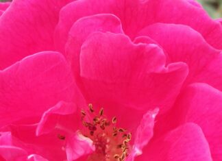 Gucci Flora Perfume Price In Pakistan: Discover Amazing Deals Today