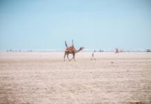 Infinix Hot Price In Pakistan 6GB RAM 128GB ROM: Why Buy Now?