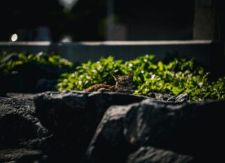 Google Pixel 5 Price In Pakistan: Discover The Best Deals Today!