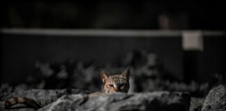 Google Pixel Price In Pakistan: Discover The Ultimate Budget Guide