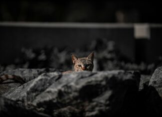 Google Pixel A Price In Pakistan: Discover The Best Deals Today