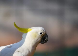 Betpro In Pakistan: How To Maximize Your Winning Potential Today