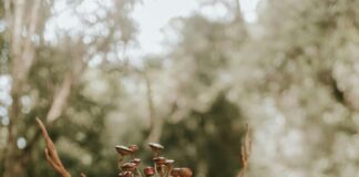 Elf Pakistan: Discover The Magic Behind This Enchanting Brand